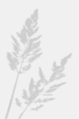 Abstract neutral background. Shadow from a branch of a fluffy plant on a light background. Shadow for natural light effects. Element for interior decoration, design, cards, invitations.