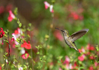 hummingbird drinking nectar from pink flowers at UC Riverside botanic gardens