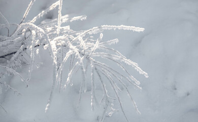 Winter landscape close up. Snowbound twigs in sunlight on snow. Beauty in nature. Selective focus.