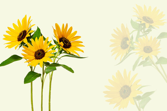 Summer greeting card of the sunflowers with copy space.