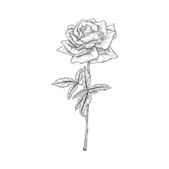 Hand drawn rose flower stem isolated on white background