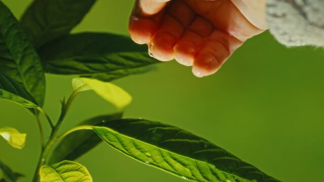 Hand watering a young plant. Cinematic video