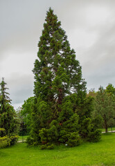 Fototapeta na wymiar Spring foliage of the giant sequoia or giant mahogany in Latin Sequoiadendron giganteum.