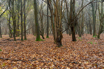 Late autumn, early winter misty English woodland scene. Light mist ,rain and a carpet of leaves covering the woodland floor - 690679593