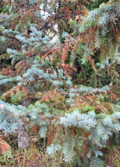 pine leaves of various colors, autumn tones, colors between green and brown, green grass background