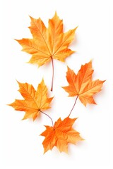 Naklejka na ściany i meble Maple leaves isolated on white background