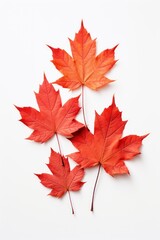 Maple leaves isolated on white background 