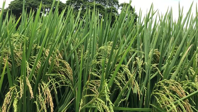 Rice field infected with Rice blast caused by fungus and bacteria