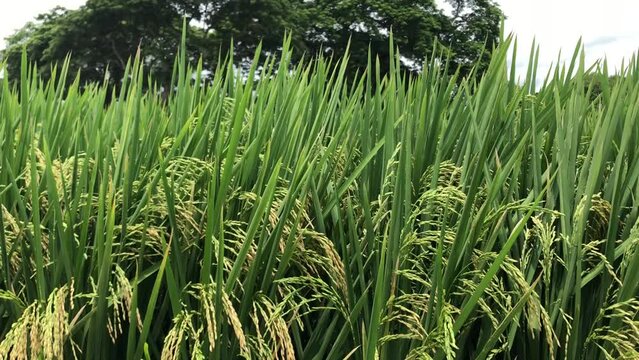 Rice field infected with Rice blast caused by fungus and bacteria 