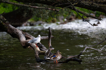 Seagull and duck on a boulder by the pond, Poland