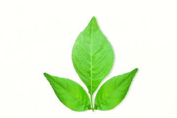  indian holy plant bael leaves aegle marmelos commonly known in india as bael patra,bilva patra, bili patra used worship of hindu god shiva and traditional medicinal,white background,copy space 