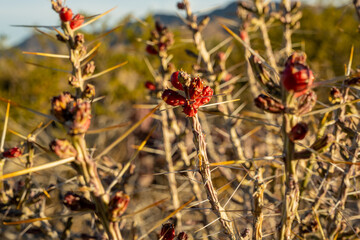 Long Needles Guard The Bright Red Fruit On Cactus Plant