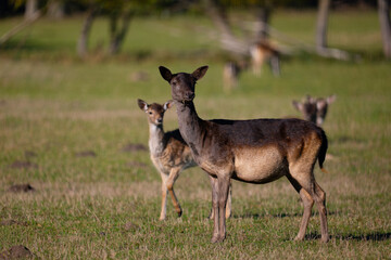 deer in the woods, dama dama
