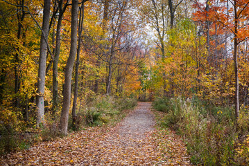 forest path surrounded by trees in the autumn