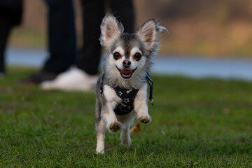 chihuahua puppy on the grass