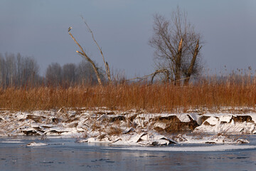 River landscape in winter, Narew river in Poland