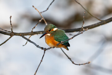 Common Kingfisher Alcedo atthis, bird in winter, Poland