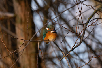 Common Kingfisher Alcedo atthis, bird in winter, Poland