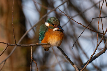 Kingfisher bird
