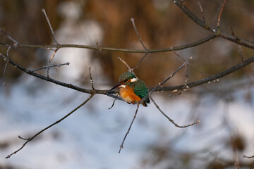 Common Kingfisher Alcedo atthis, bird in winter, Poland