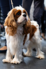 cavalier king charles spaniel