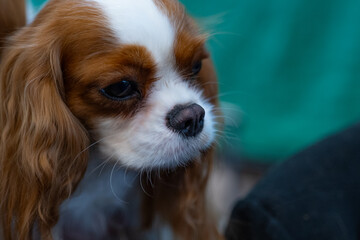 cavalier king charles spaniel