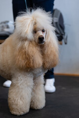 poodle puppy with eyes