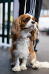 cavalier king charles spaniel