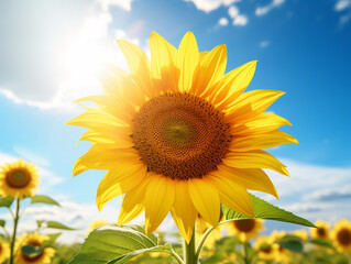 Obraz premium Sunflower in a field with a sunny sky over it,