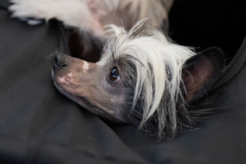 portrait of a dog, Chinese crested dog