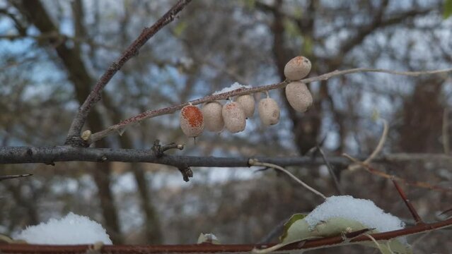 Closeup oleaster tree branch with a bunch of wild berries covered with snow. Elaeagnus angustifolia fruits or russian olive silver berry in winter season