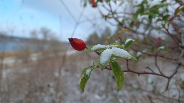 Brier berries growing on bush covered with snow. Ripe rose hips on shrub branches, organic rosa canina fruits in winter forest