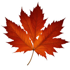 Naklejka na ściany i meble Red Maple Leaf isolated on transparent background