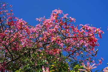 View of the flowers of the floss silk tree (Ceiba speciosa, formerly Chorisia speciosa), a species...