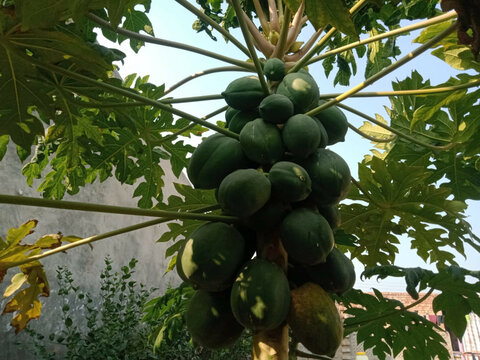 Spoiled green papaya fruit hanging on the tree, Spoiled Green Papaya Hanging on the Tree  