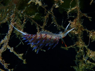 Sea slug pilgrim hervia (Cratena peregrina) extreme close-up undersea, Aegean Sea, Greece, Halkidiki