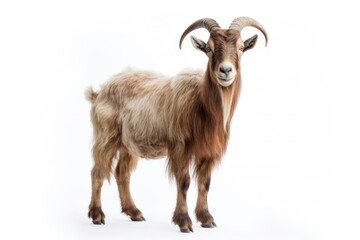 Yule Goat isolated on white background