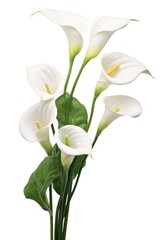 Zantedeschia Zen Frame isolated on white