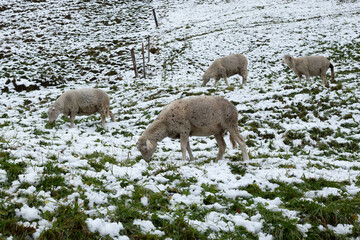 sheep and lambs on snow