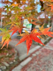 Close up of red maple leaves