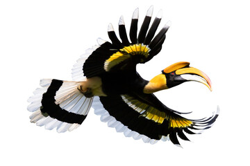 Beautiful adult male Great hornbill, also known as great Indian hornbill or great pied hornbill - Isolated on transparent background. 