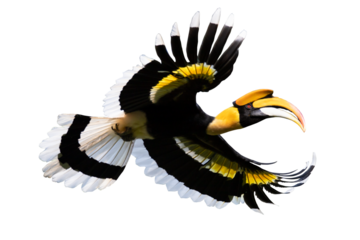 Beautiful adult male Great hornbill, also known as great Indian hornbill or great pied hornbill - Isolated on transparent background. 