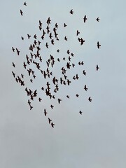 flock of birds