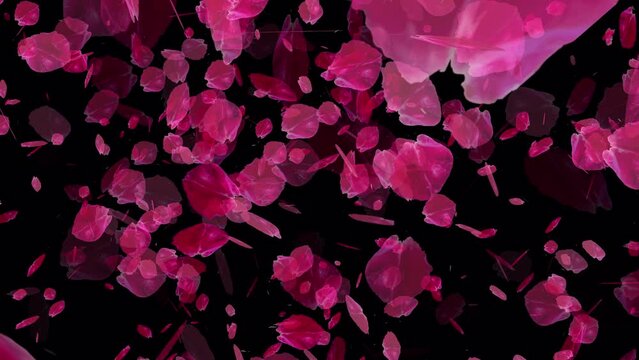 4K Cherry Blossom falling with alpha channel for overlays, Graduation of nature's evolution, a shower of cherry blossoms embraces tranquility and harmony, a cosmic bg for scenes, titles, and logos.
