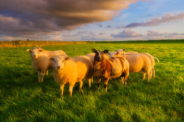 Sheep in a meadow during a bright sunset. Agriculture. Animals on the farm. Food production....