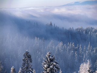 Zima w Górach - zamglony las Gorce - obrazy, fototapety, plakaty