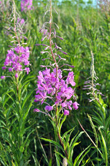 Epilobium angustifolium blooms in nature in summer