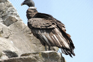 Cóndor 