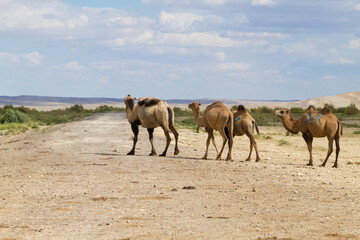 Camel breeding at Senek town, Mangystau, Kazakhstan