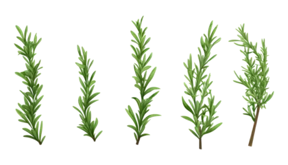 Foto op Plexiglas rosemary isolated on transparent background cutout © Papugrat